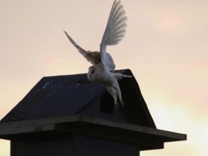 first veiwing of owls at yew tree farm