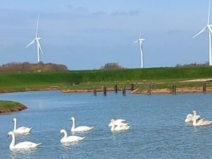 Enjoy the wildlife on our lake