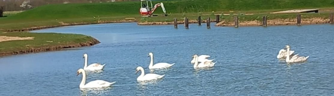 Yew Tree Farm Lake with Swans 2